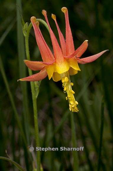 aquilegia formosa 1 graphic